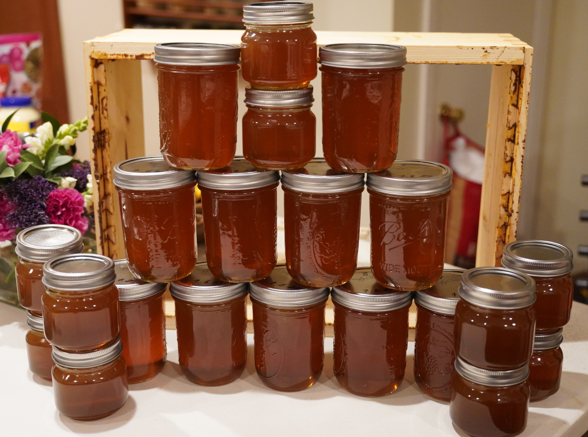 First honey harvest from Hive One.