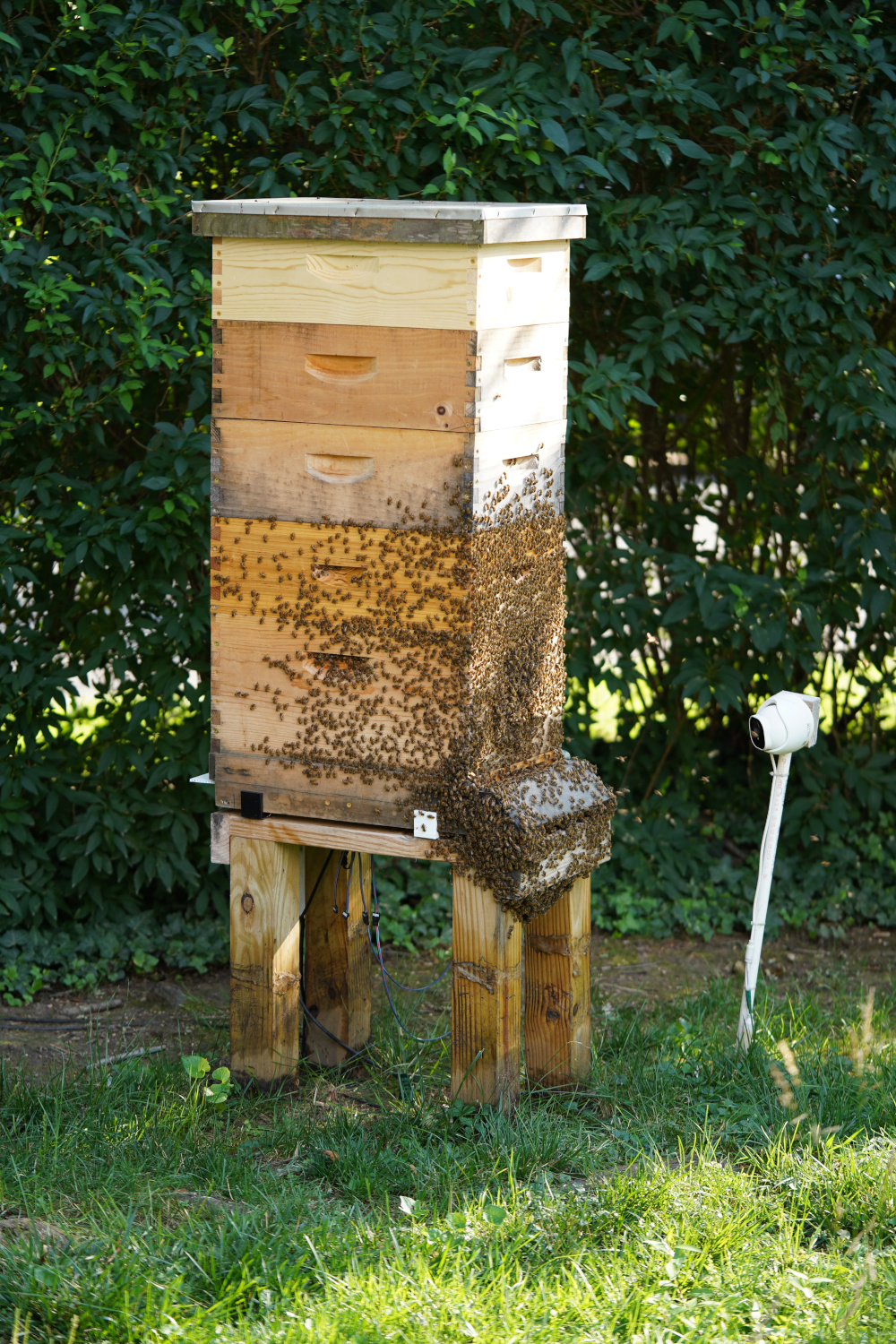 Hive one with 4 nearly full supers in late June 2025.