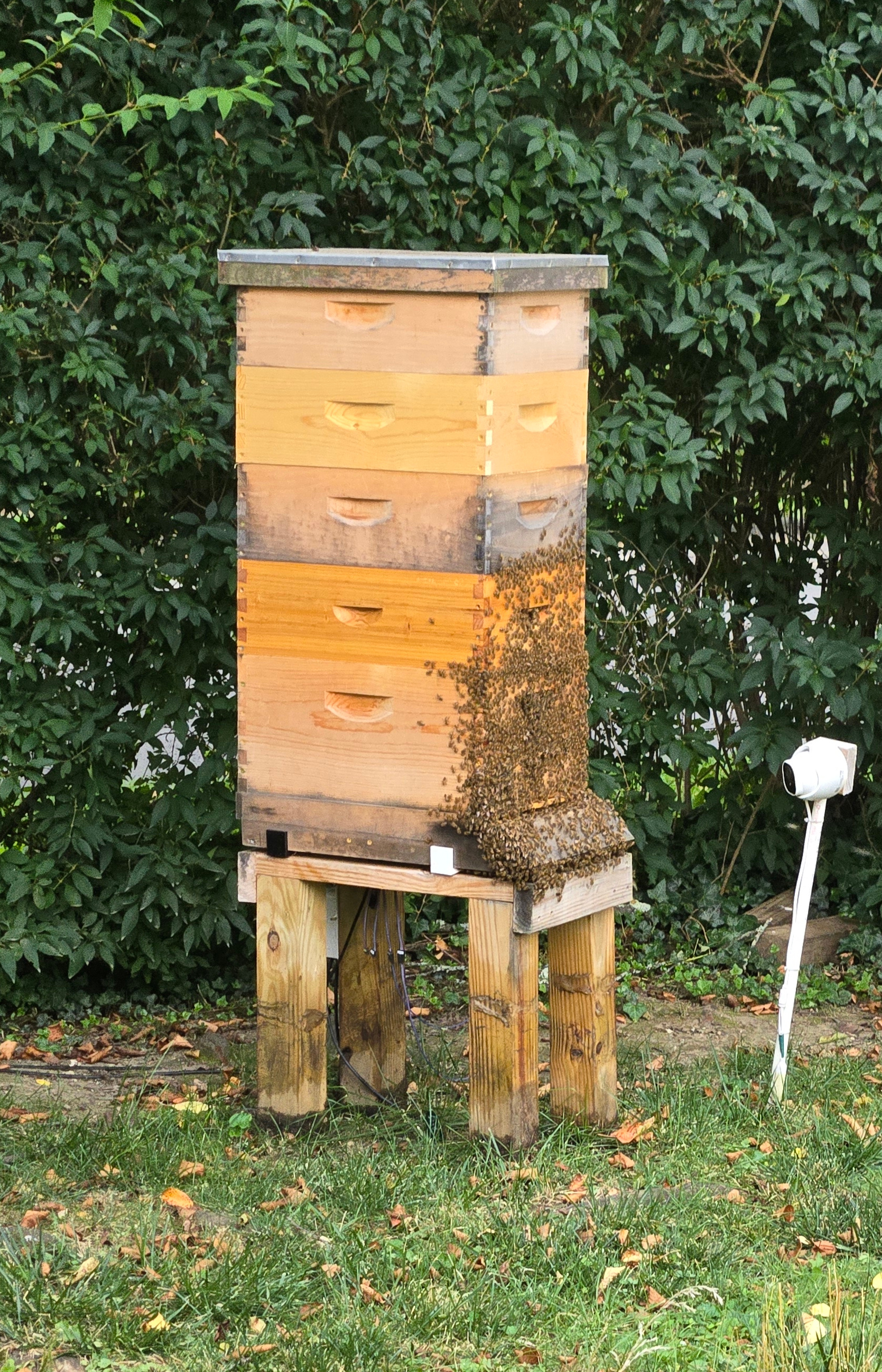Hive One in mid-August with a beard.