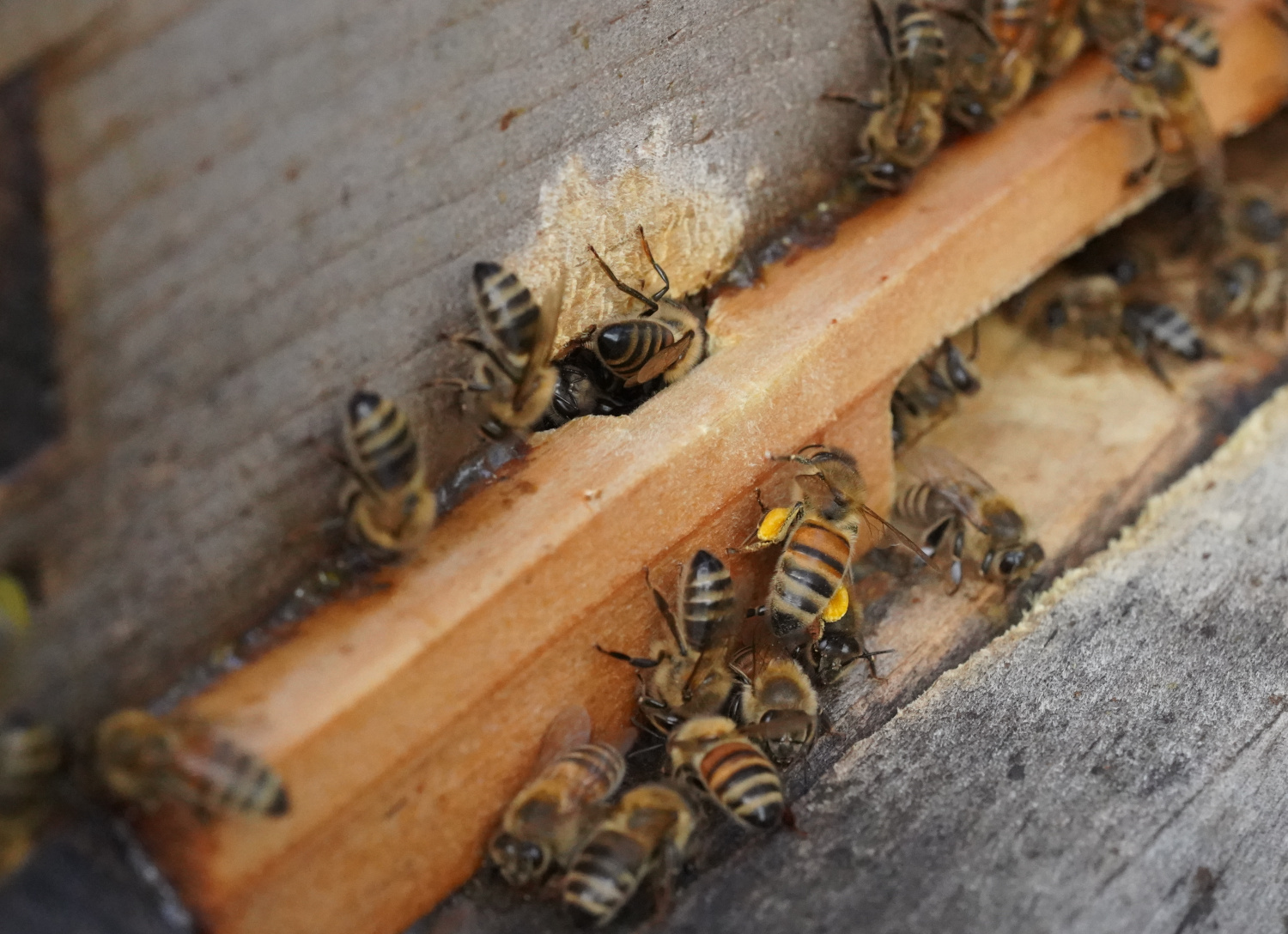The bees in Hive One seem to like to chew on the box!