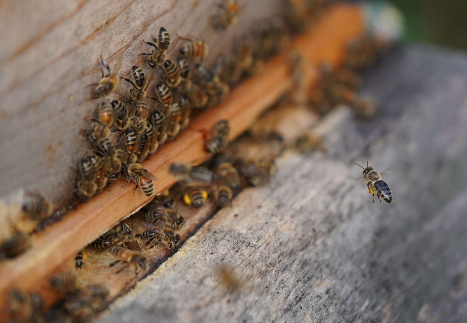 Snapped a really nice image of an incomming bee with my 90mm macro lens at F/2.8