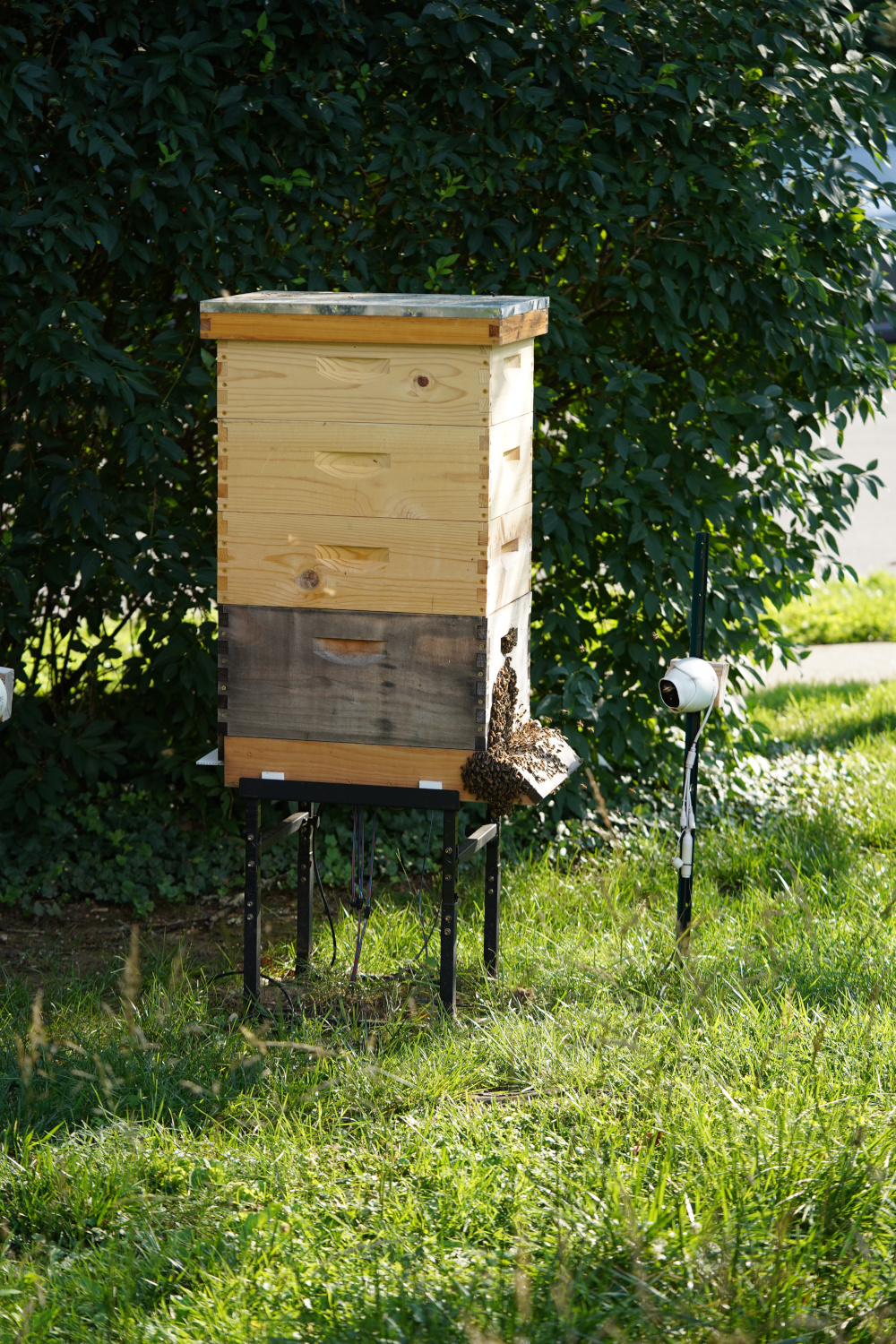 Hive two with 3 nearly full supers in late June 2025.