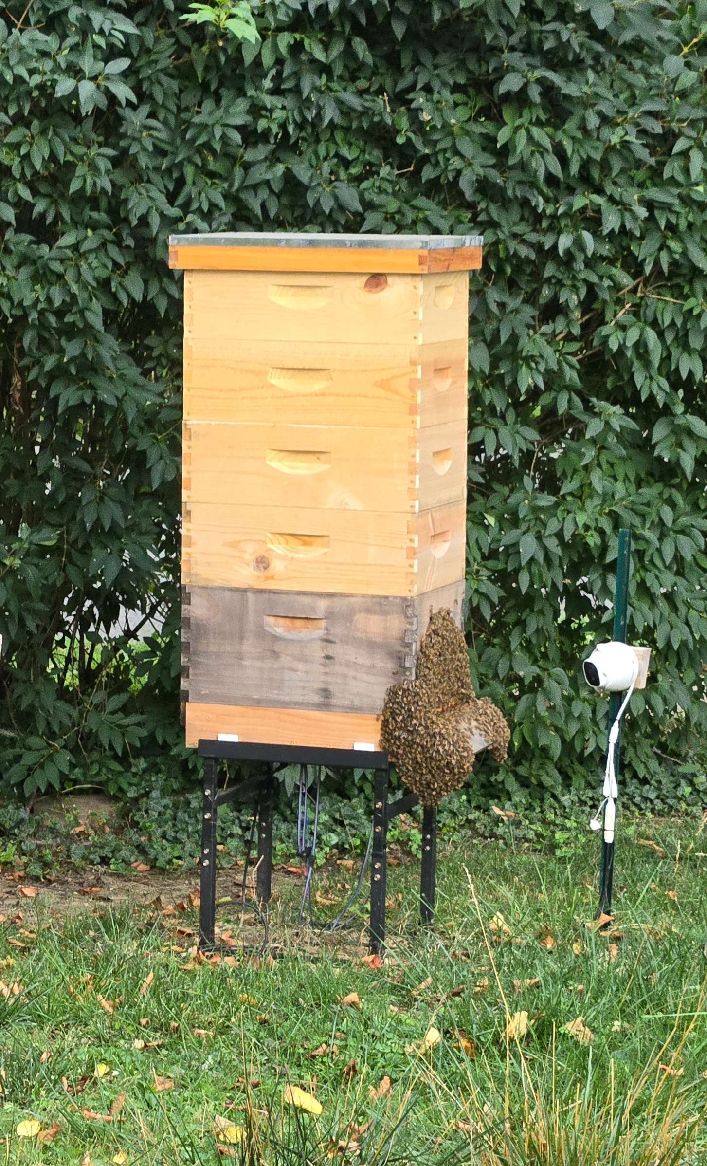 Hive Two in mid-August with a beard.