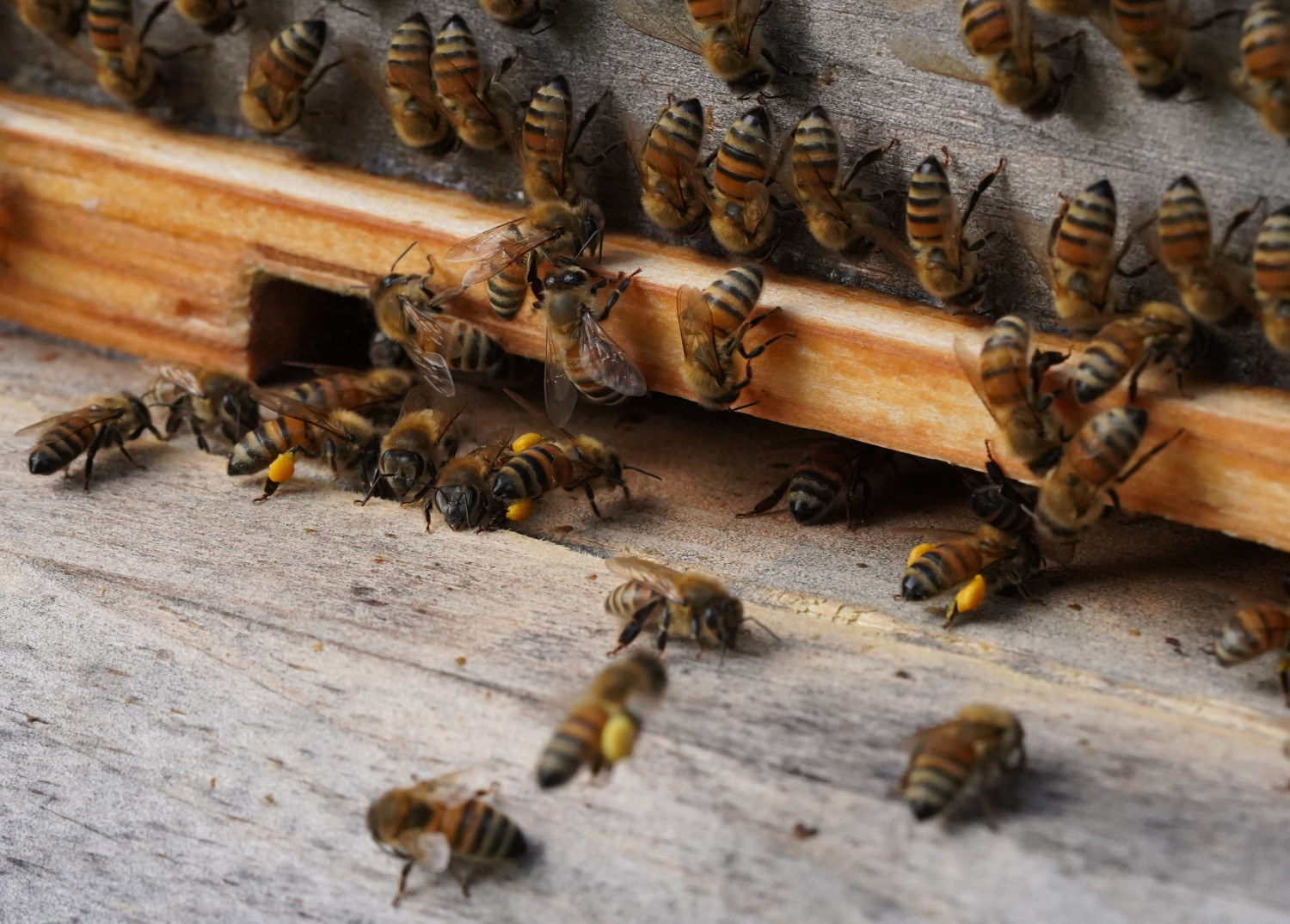 Hive two bees bringing back pollen.
