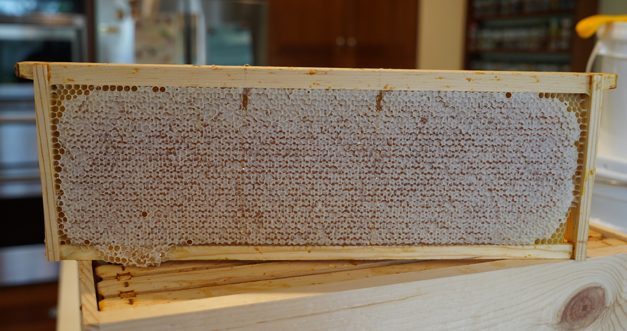 First honey harvest from Hive One.