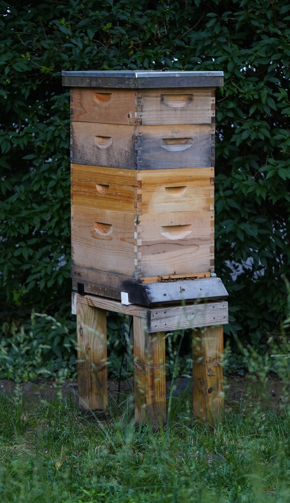 Hive one with 3 nearly full supers in early June 2025.