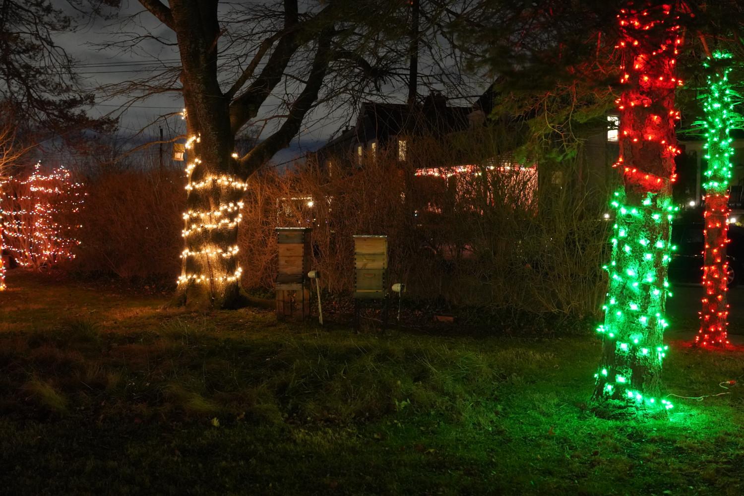 Beehives during the winter ft. Christmas Lights. Happy Holidays!