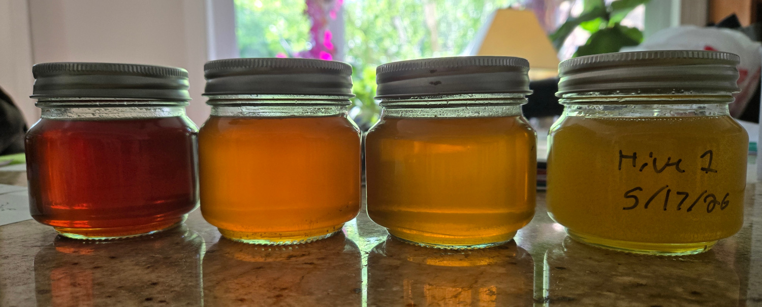 Honey from last year on the left, and the light honey from a May harvest on the right.