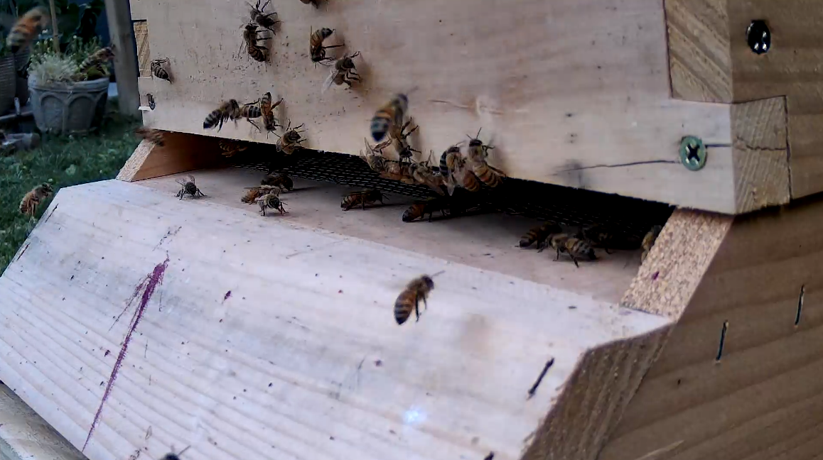 A still frame from the BeeCam. The carnage on the front is a rogue black cherry. The bees are friendly.