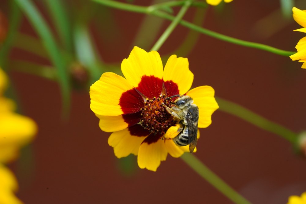 Anthophora sp. Highly agile flyers that excavate burrows in hard-packed soils.
