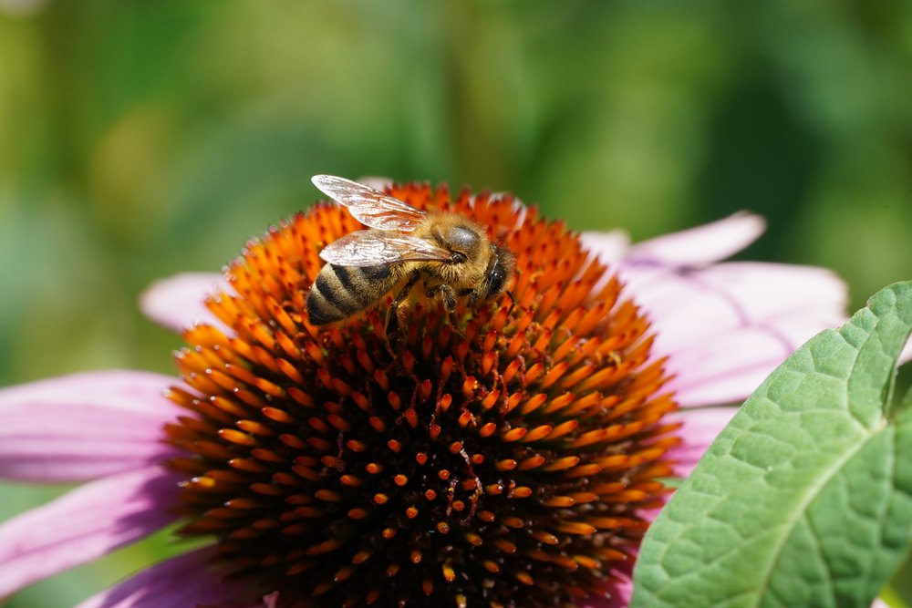 Apis mellifera worker foraging on blossom. Note the hairy body with three segments and two antennae.