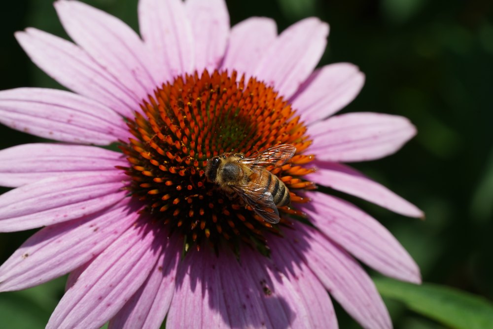 Apis mellifera back profile with the wings in sharp focus.