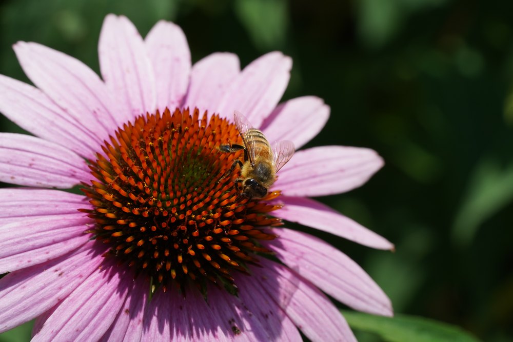 Apis mellifera close-up on floral head. You can see the nectar-sucking mouth parts extended from the bee&rsquo;s mandibles extracting some nectar from this cone flower.