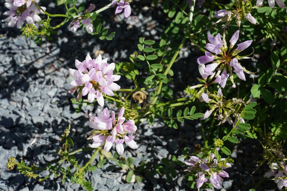 Bombus bimaculatus. Identified by the yellow patch on T1 and two distinct yellow spots / central &lsquo;W&rsquo; patch on abdominal segment T2.