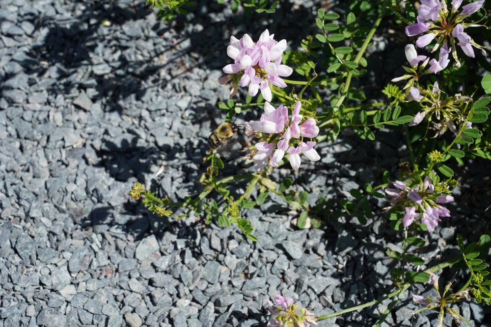 Bombus bimaculatus foraging on summer bloom. These were from Minnasota.