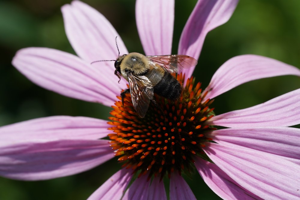Bombus impatiens worker. Distinguishable by the yellow first abdominal segment (T1) with the remainder entirely black.