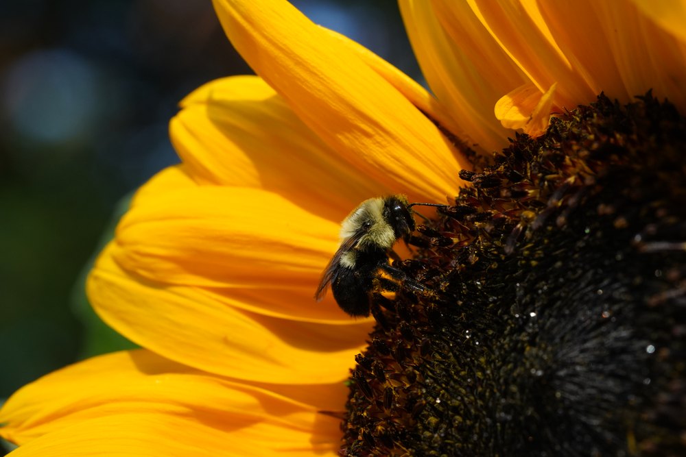 Bombus impatiens getting nectar from a sunflower.