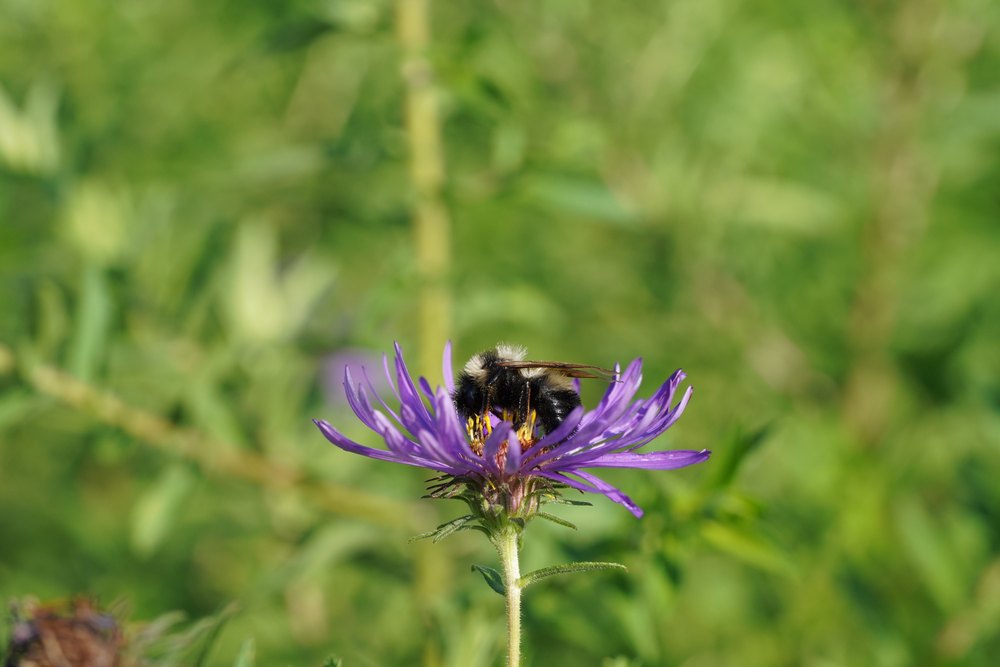 Bombus sp. exhibiting dense velvet pile.