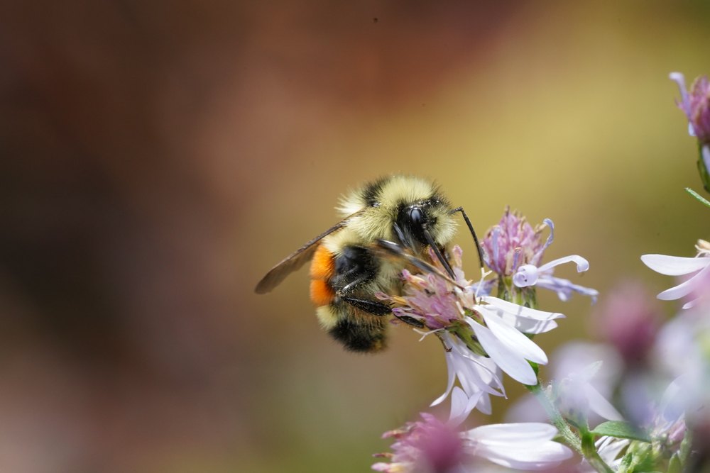 Bombus ternarius (Tricolored Bumble Bee). Striking vivid orange bands on abdominal segments T2 and T3 bordered by yellow and black.