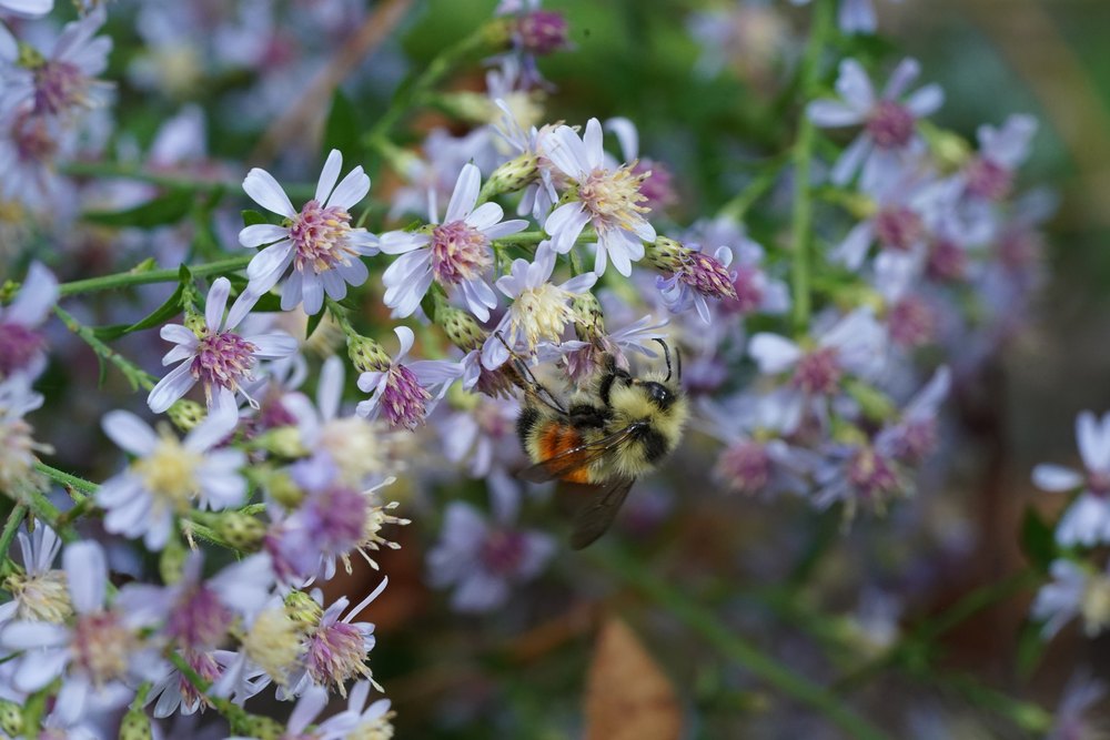 Bombus ternarius in profile, highlighting the rich orange-red coloration. Ran across this bee in Acadia National Park