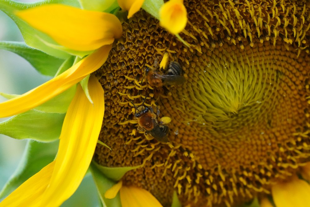 Melissodes cf. trinodis on sunflower. Note the long antennae and pale hairs on the thorax.