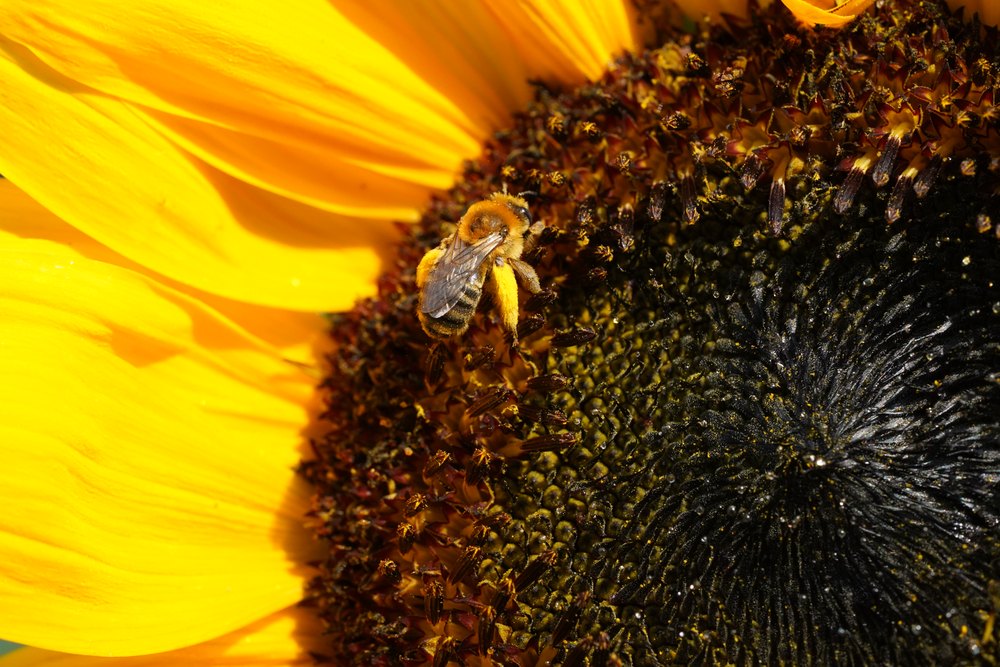 Melissodes cf. trinodis displaying dense hind leg scopae loaded with bright yellow pollen.