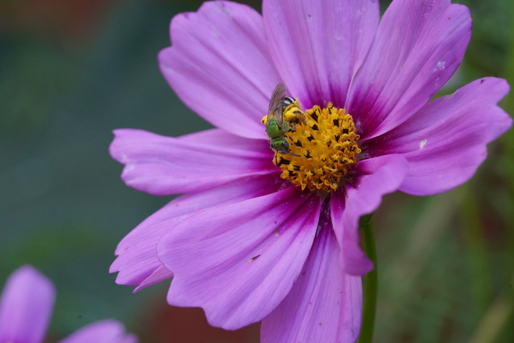 Agapostemon sp. showing intense metallic green cuticle reflections shimmer.