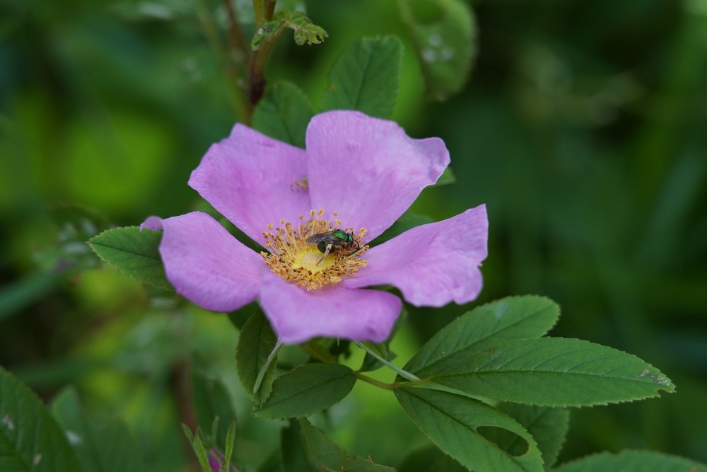 Augochlora sp. the one other time I saw one. Not common in Pennsylvania.