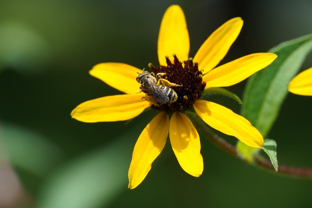 Halictus sp. Dark furrow bee with prominent pale hair bands along the trailing edges of the abdominal segments.