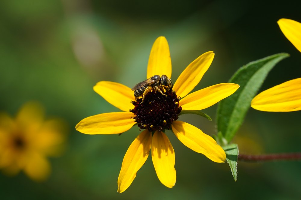 Halictus sp. foraging on daisy. Note the apical abdominal bands.