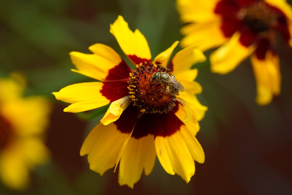 Lasioglossum sp. showing fine wing details.