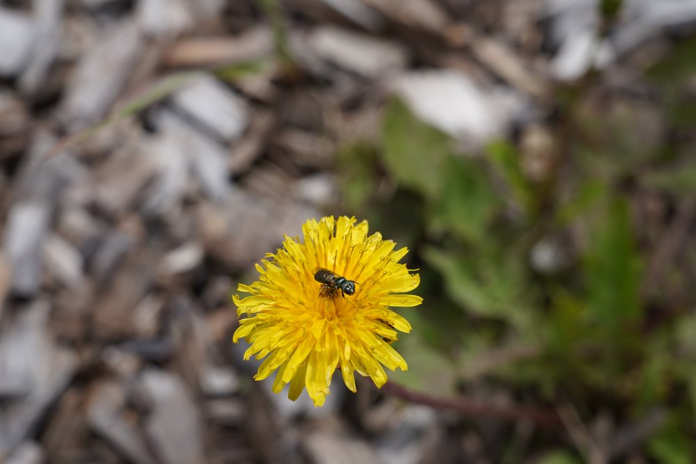 Lasioglossum sp. on blossom.