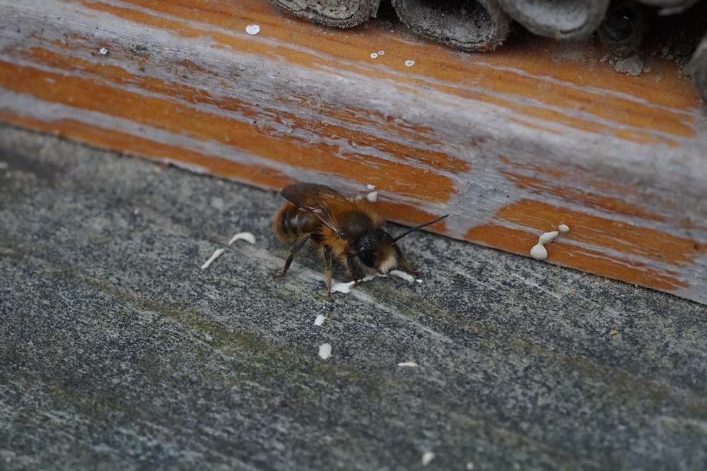 Osmia sp. (Mason Bee). I suspect Osmia bicornis based on behavior, but Osmia taurus and Osmia cornifrons could also fit.