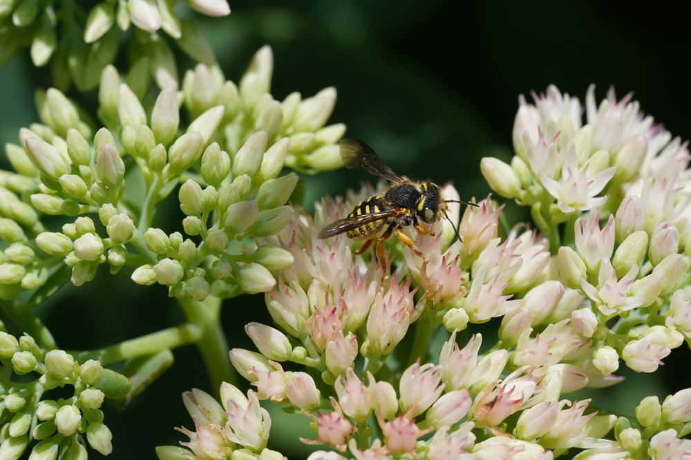 Paranthidium sp. striking yellow-and-black abdominal markings and stout, compact build.