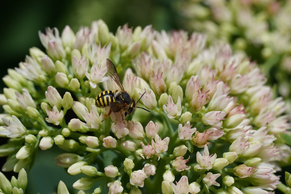 Paranthidium sp. is the least bee-looking bee that I&rsquo;ve photographed. I&rsquo;ve only seen them on this specific type of seedum.